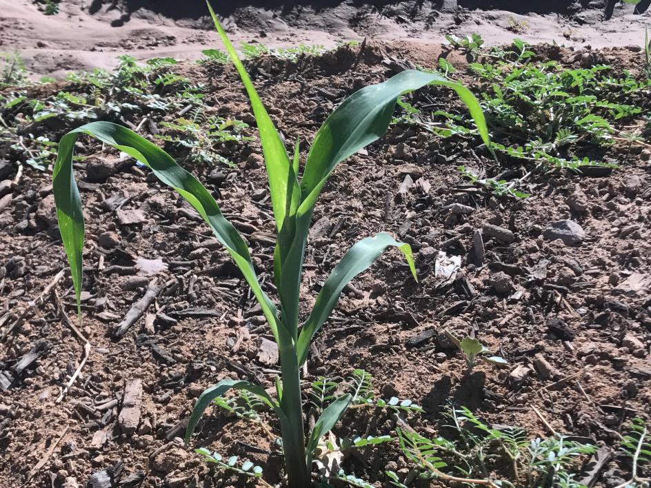 A stalk of corn