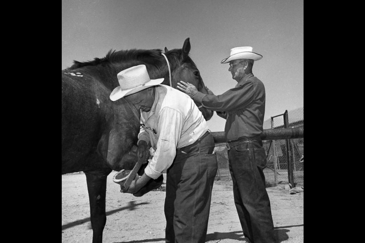 man shoeing a horse