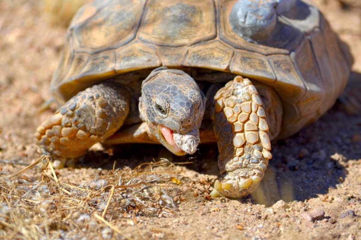 Desert tortoise eating