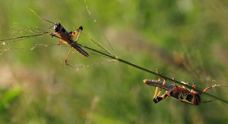 South American locusts basking in the sun