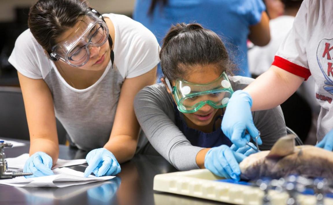 Students dissect a shark at the Veterinary High School Summer Camp