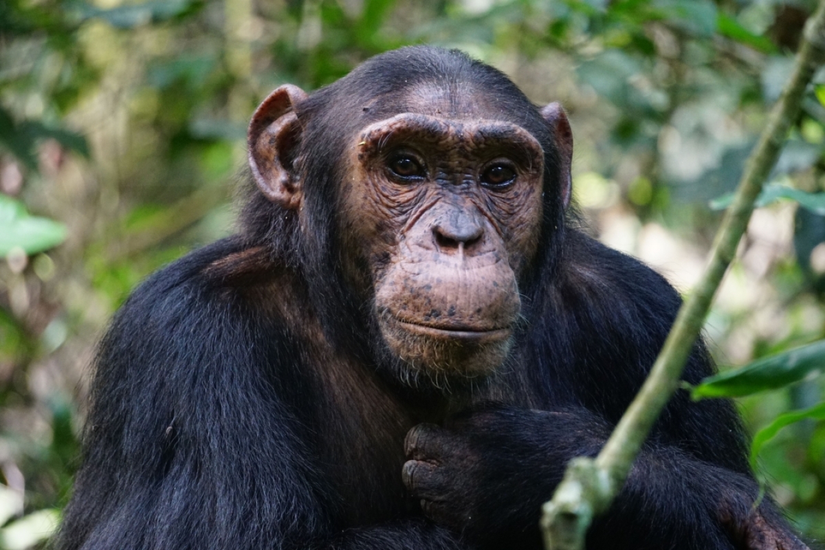 Close-up photo of a young adult male chimpanzee with kind eyes.