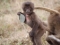 A baby gelada monkey plays with a tin can top.
