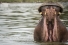 Hippopotamus yawning while swimming in Lake Naivasha, Kenya