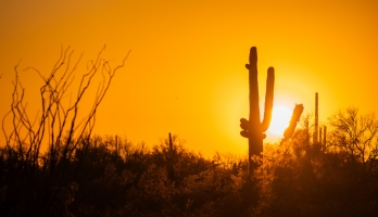 沙漠仙人掌背后的日落景观。