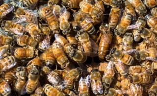 Close-up view of a large swarm of bees.