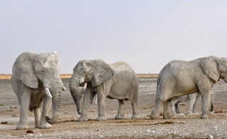 Three adult elephants in a natural habitat.
