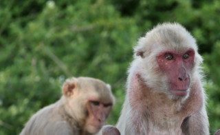 An older female macaque monkey.