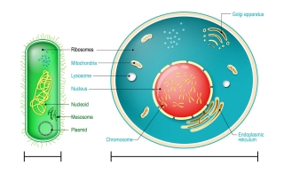 Illustration of a prokaryotic cell and a eukaryotic cell.