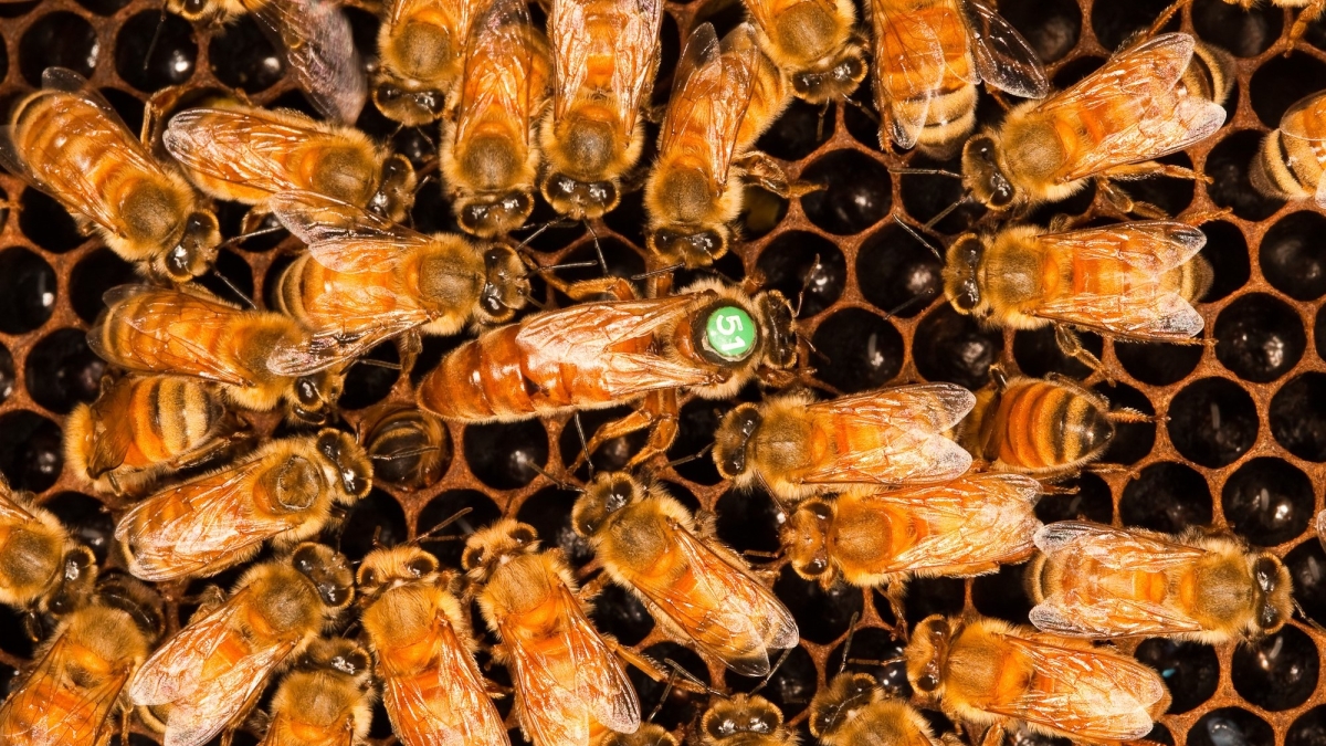 Clow-up view of a queen and worker bees. 