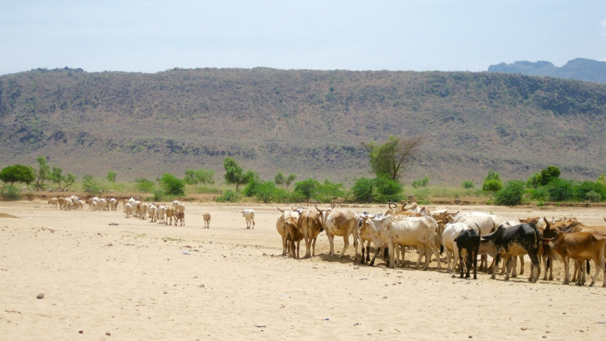 Herd of cows gathered in a sandy landscape with greener mountains in the distance.