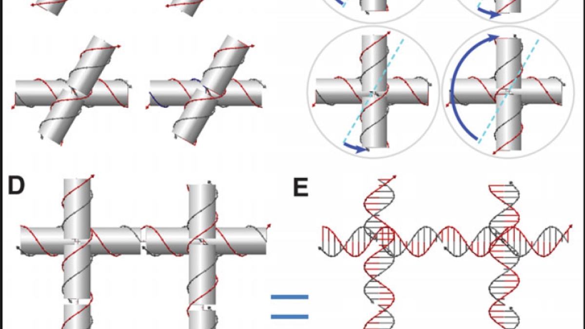 Scientist twist DNA to make new nano structures