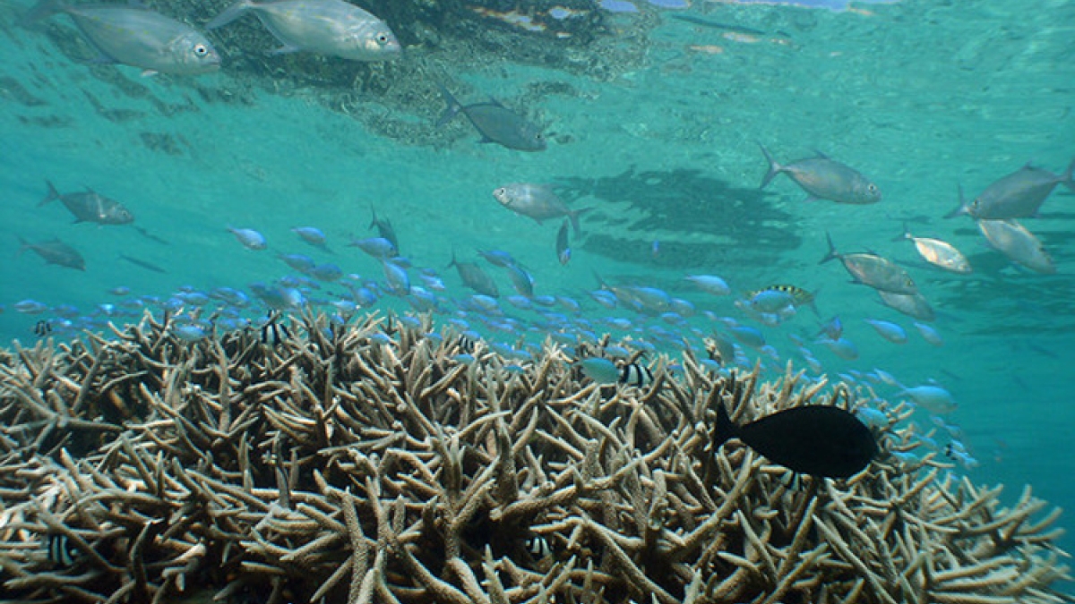 Elkhorn and Staghorn Coral