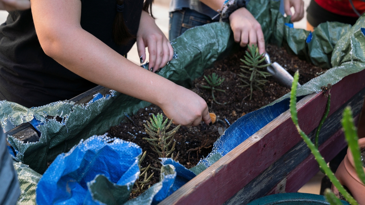 Hands planting succulents in a container