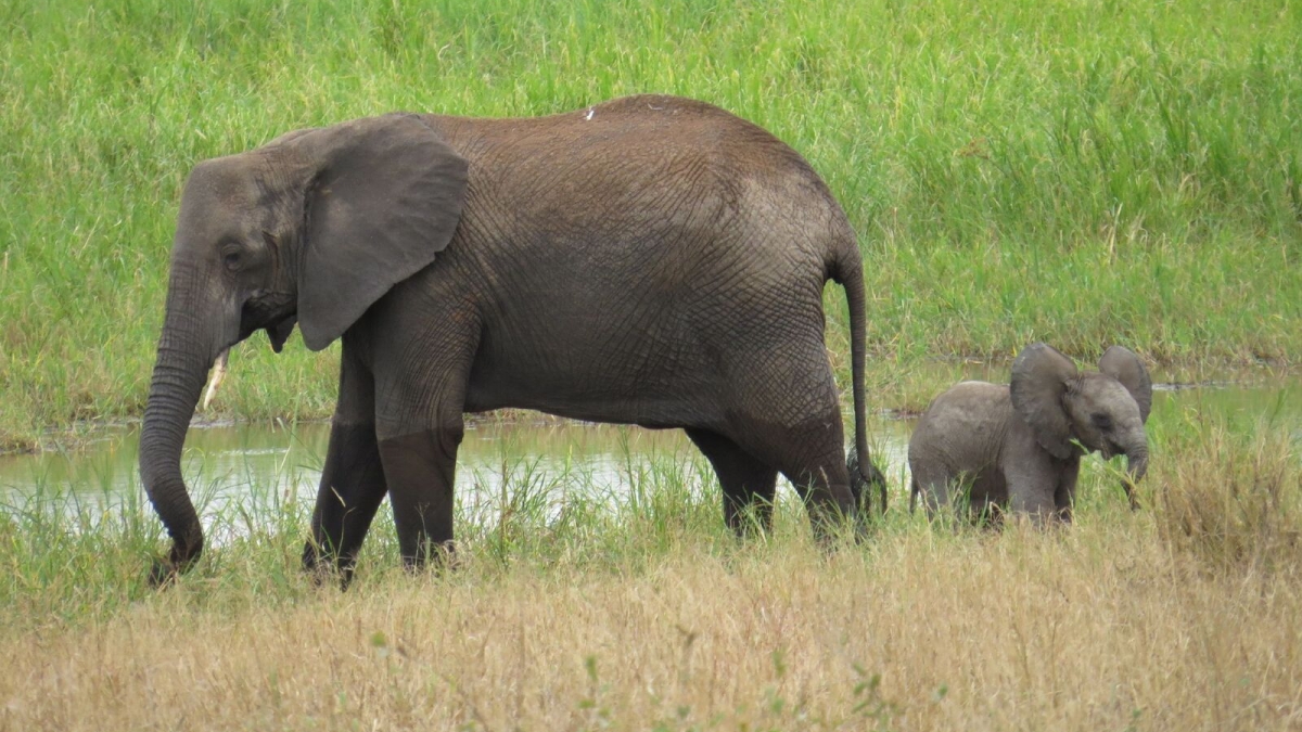 A baby elephant with an adult in Tanzania