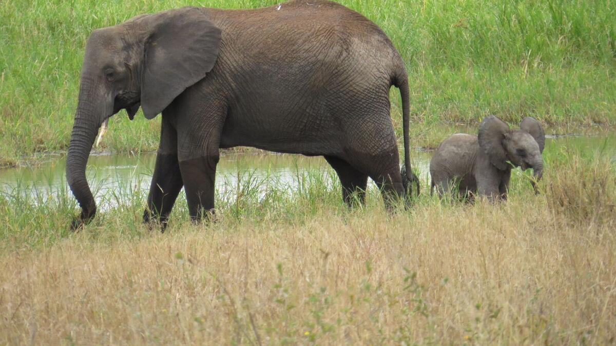 A baby elephant with an adult in Tanzania