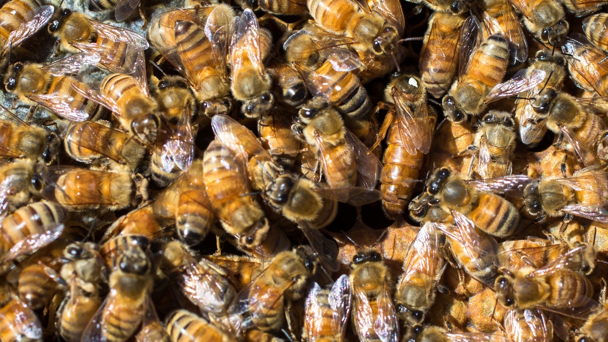 Close-up view of a large swarm of bees.