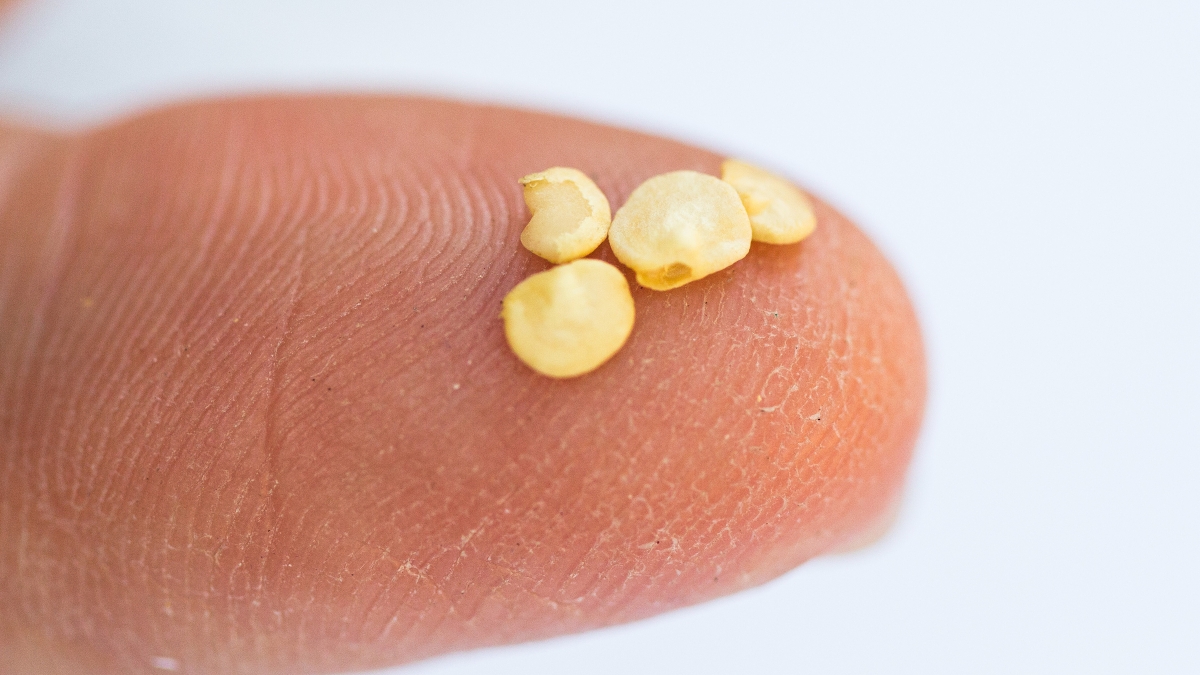 Jalapeno seeds on a fingertip