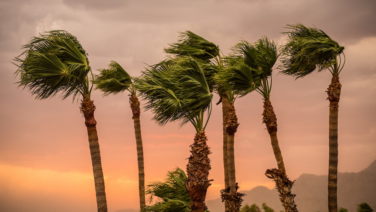 Palm trees in the wind 