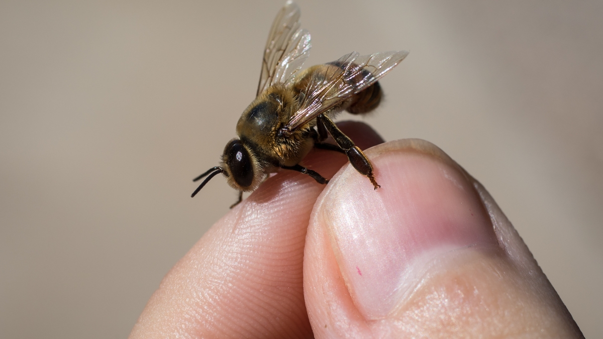 Honey bee at ASU bee lab