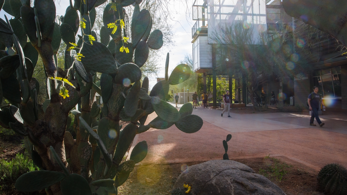 cacti and landscape at ASU Polytechnic campus