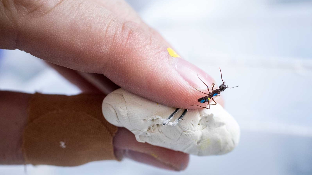 An ant climbs the finger of an ant researcher
