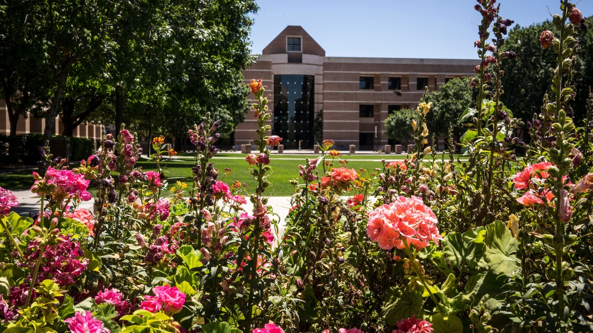 Roses in foreground with ASU building in background