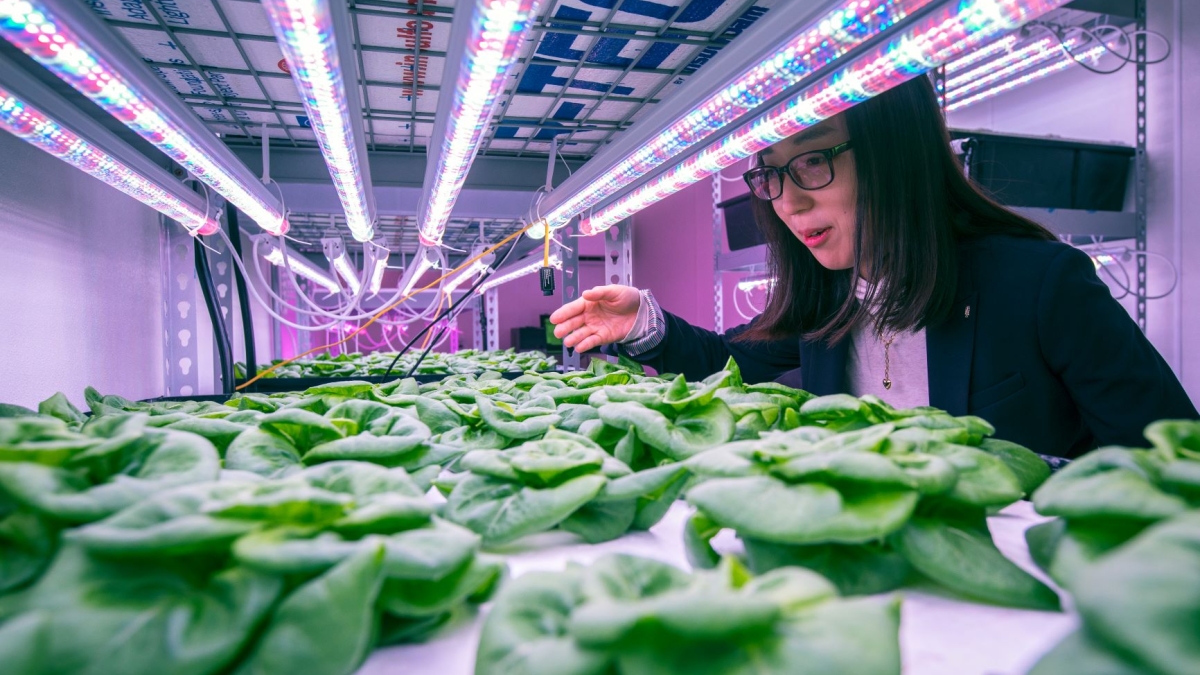 Yujin Park checks lettuce in ASU vertical farm 