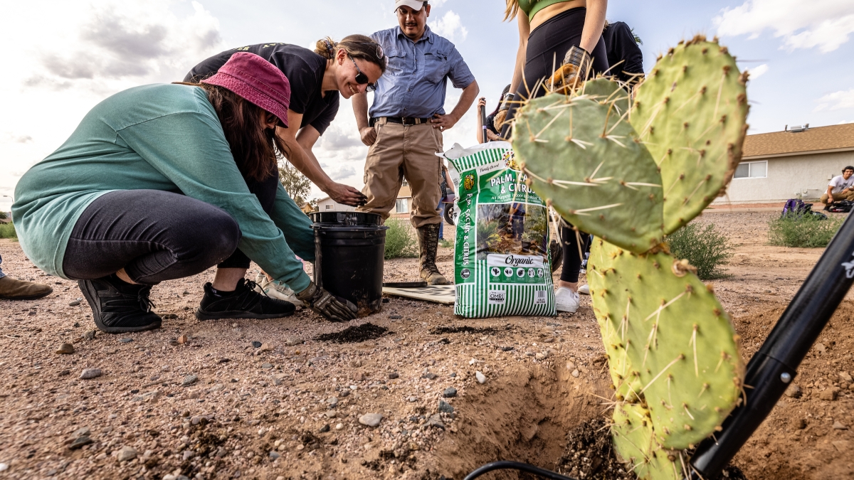 people planting cacti into ground
