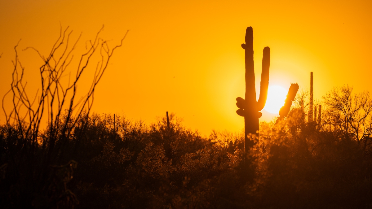 Desert landscape with the sun setting behind a cactus.