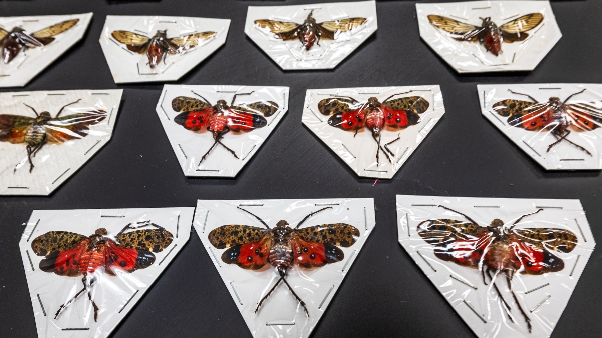 Collection of moths on a table