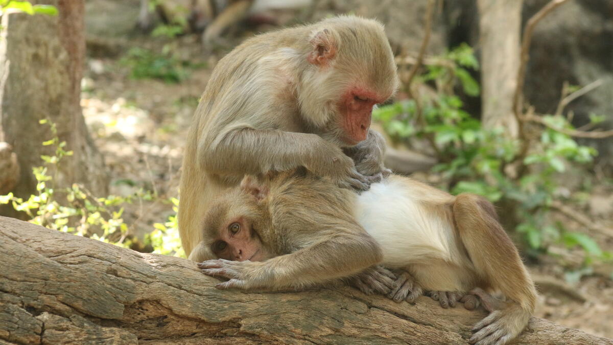 Two monkeys sitting together on a log