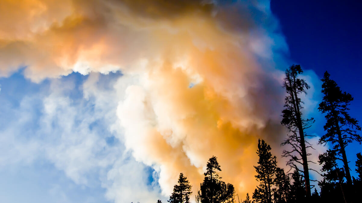 Smoke fills the sky above tree tops