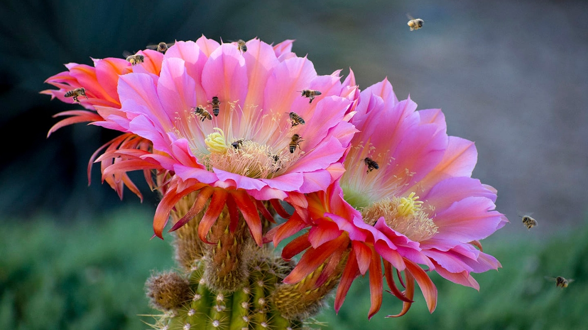 Honey bees flying around a large pink cactus flower