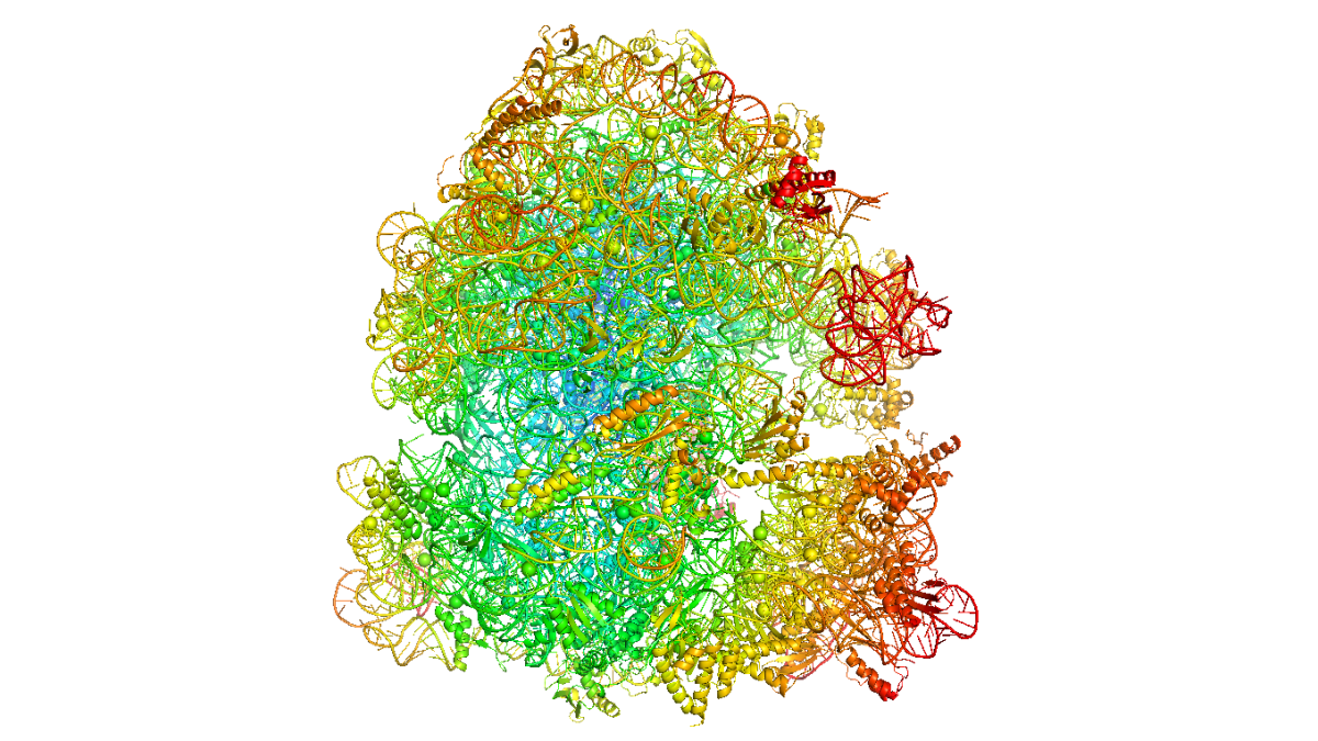 A pile of squiggly lines in rainbow colors representing ribosomes and proteins.