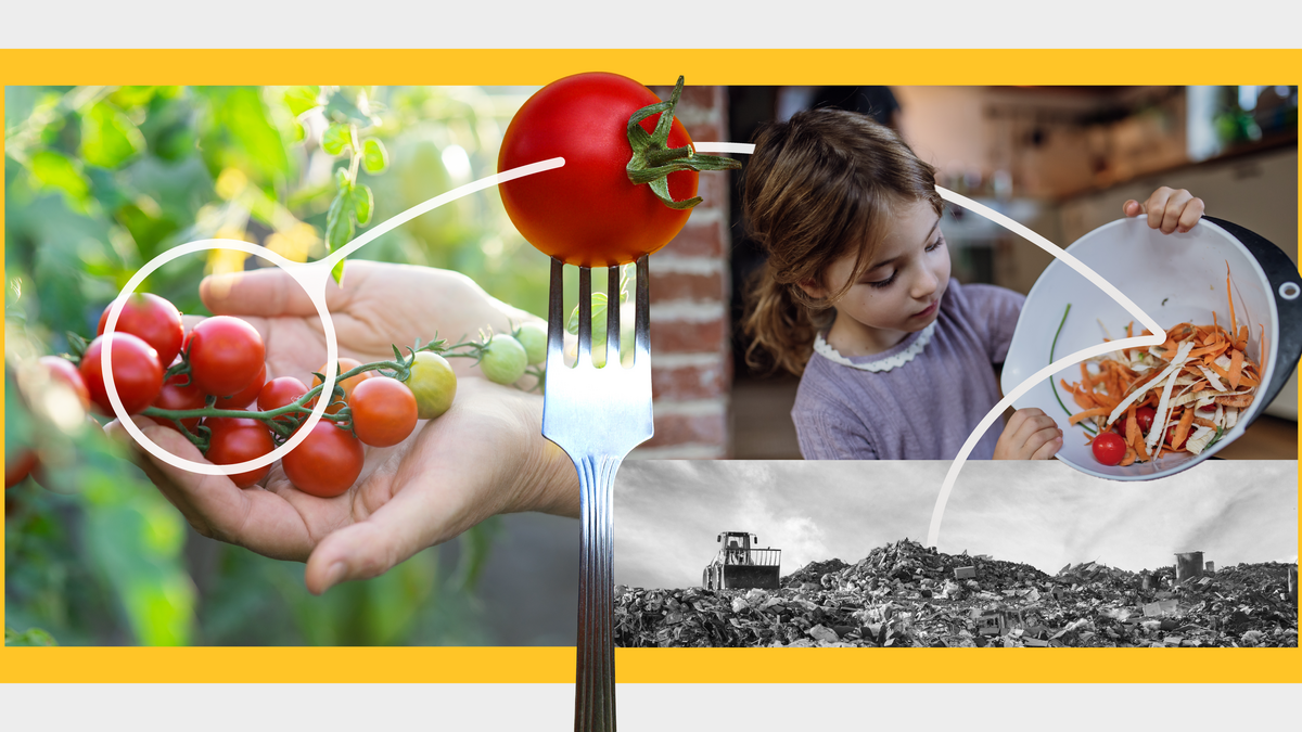 Collage of photos of a hang holding tomaotes, a young girl holding a bowl full of veggies, a landfill and a tomato being pierced by a fork. depicts the food system, from farm to fork to landfill