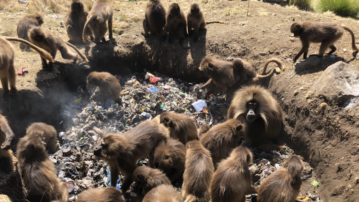 Monkeys digging through trash pile