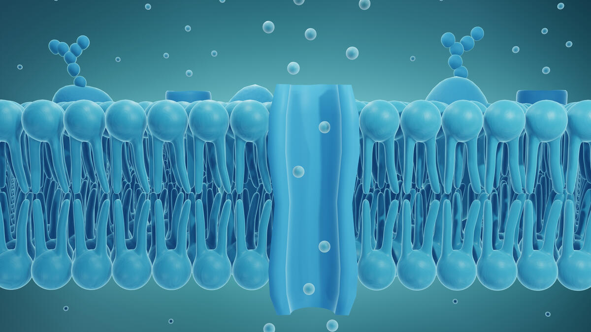 Graphic depiction of a membrane ion channel.