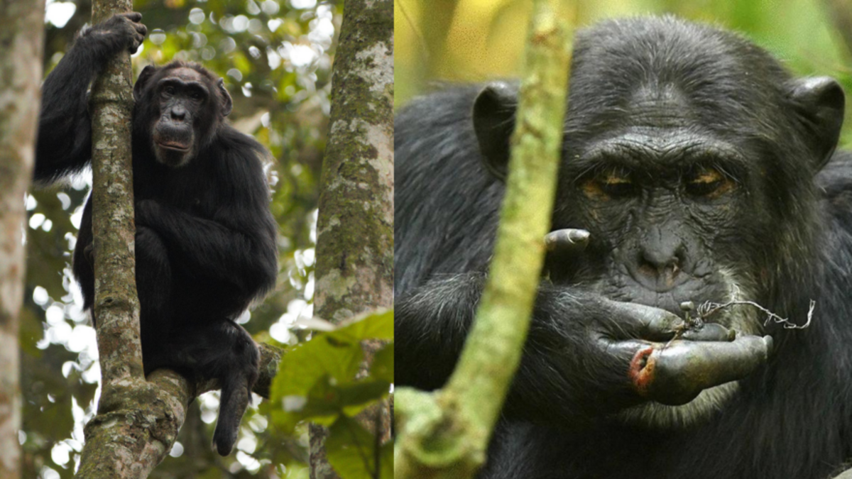 Side-by-side photos of a chimp in a forest.