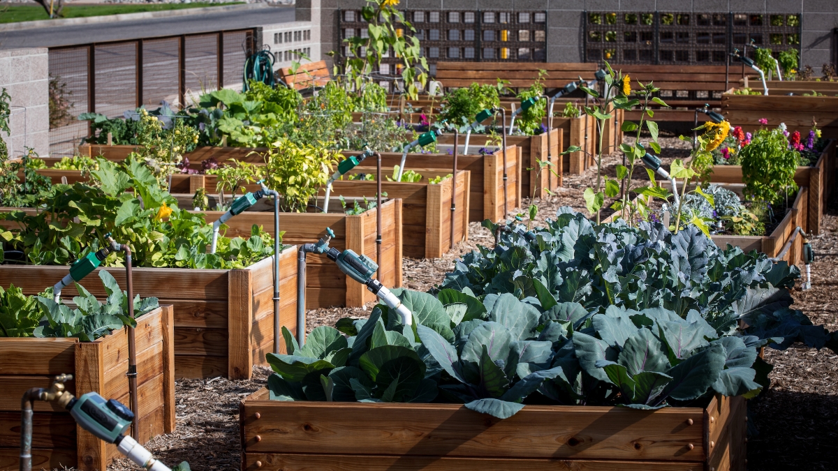 Raised garden beds full of lettuce and other veggies