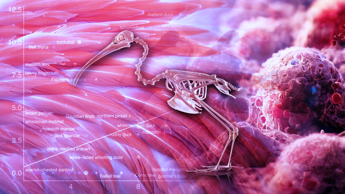 Graphic illustration of a bird and cancer cells.