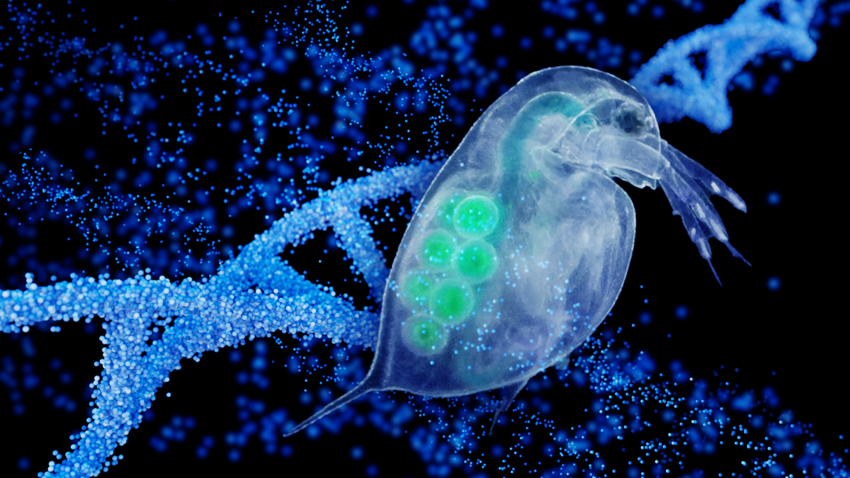 Graphic illustration of daphnia, a form of zooplankton.