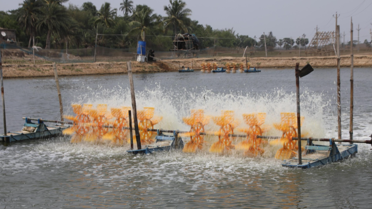 A land-based shrimp aquaculture pond in Odisha, India.