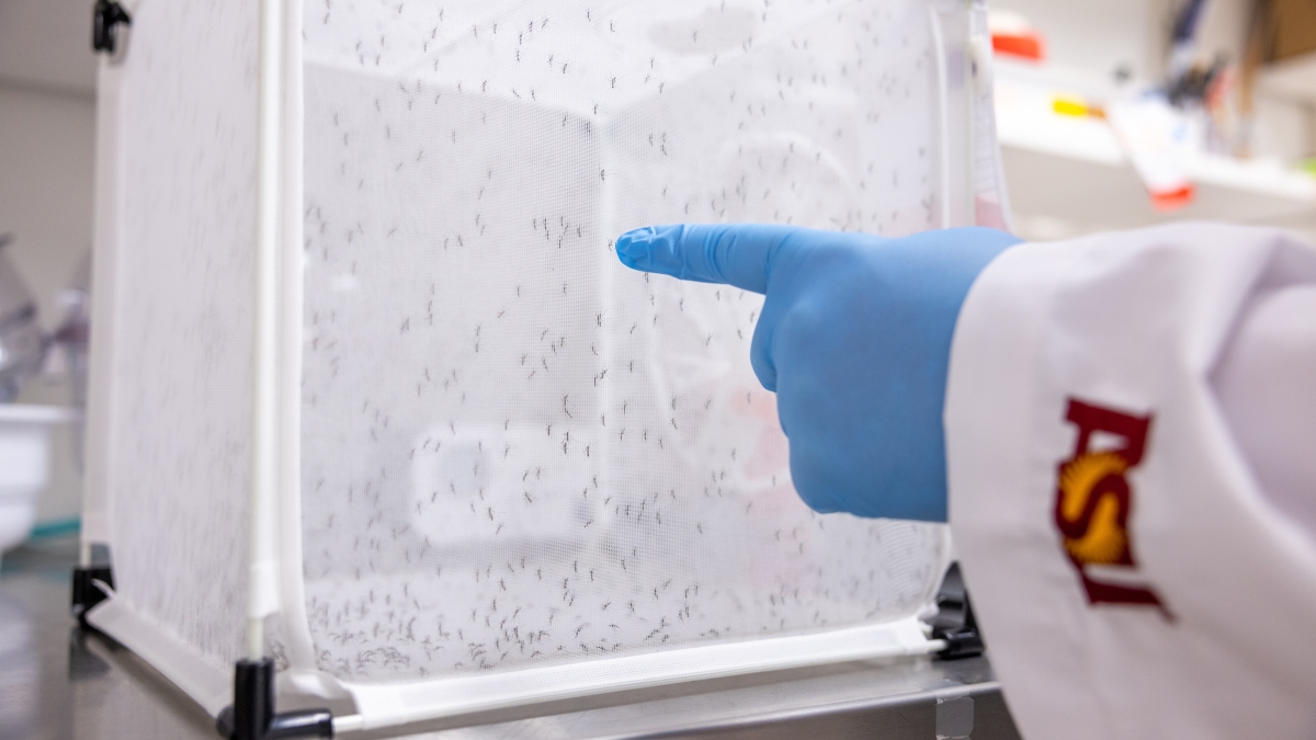 Arm wearing ASU branded lab coat points to box full of mosquitos in lab