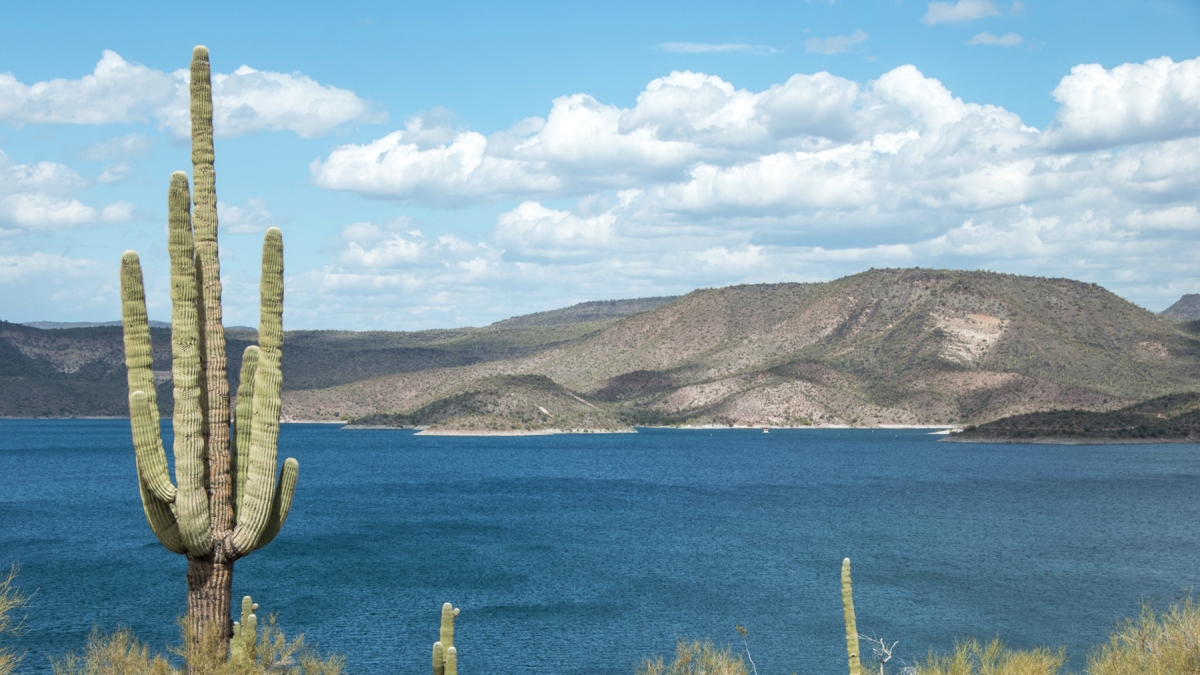 Saguaro cactus in front of a large lake and mountainous terrain.