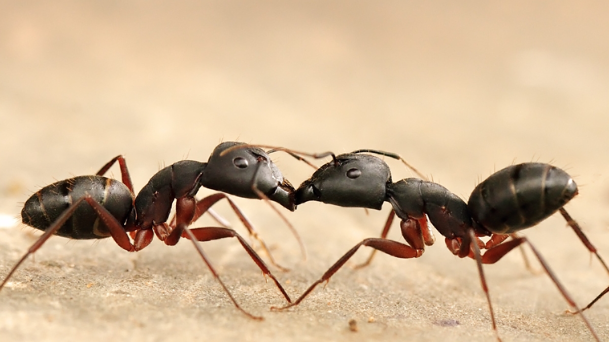 Two black ants on a sand backdrop.