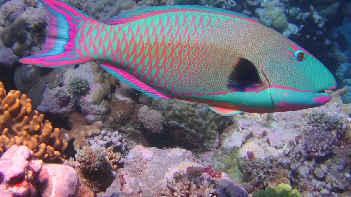 A teal fish with neon pink scales swims along a coral reef.