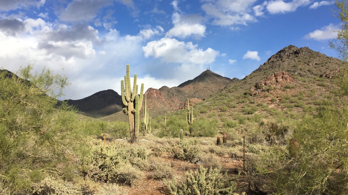 photo of Sonoran Desert taken by study participant
