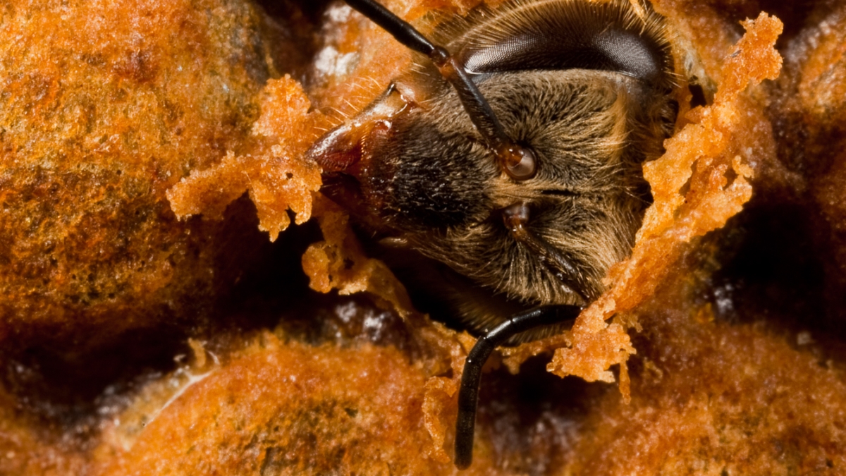 A new-born honey bee worker (Apis mellifera) breaks free from her nursery chambe