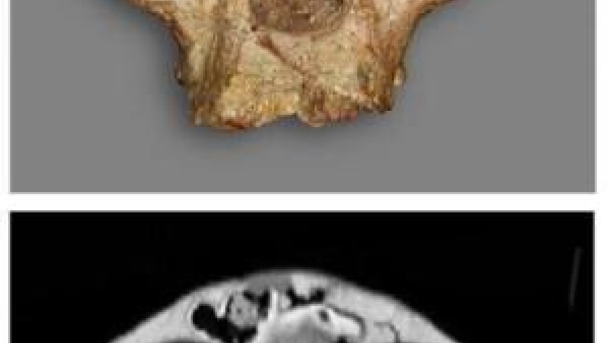 A. africanus skull and CT scan